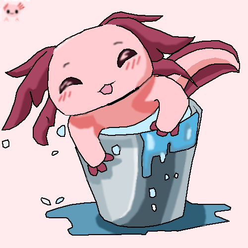 Axolotl in a bucket