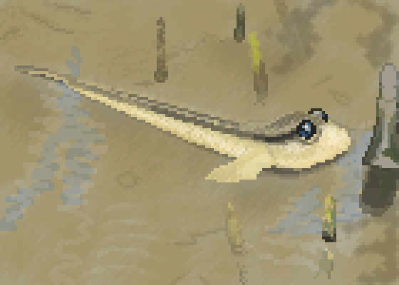 Mudskipper