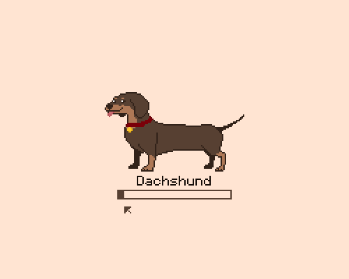 Dachshund