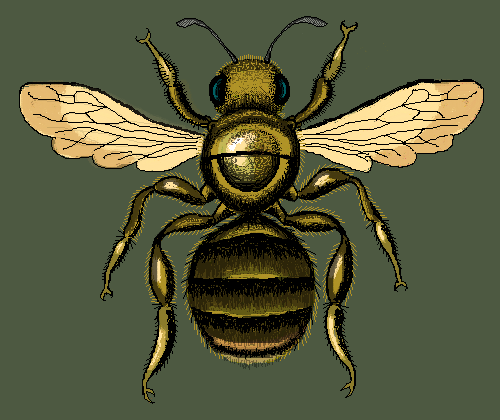 Bee 13.03.19