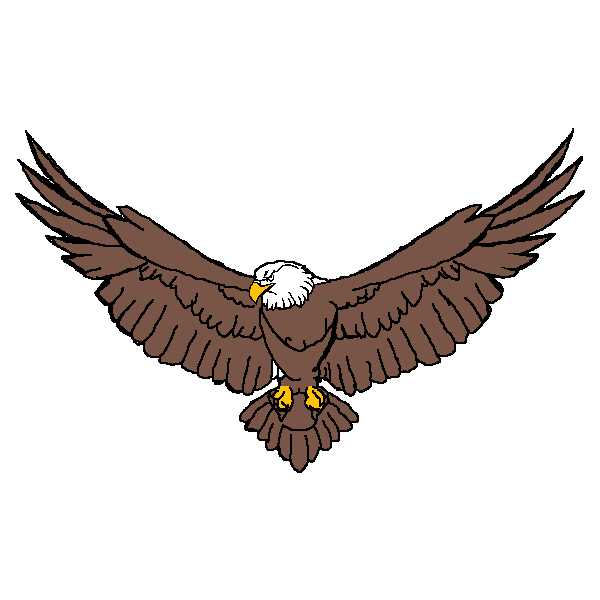 my bald eagle