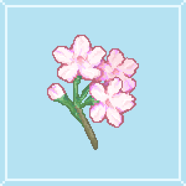 Cherry Blossoms