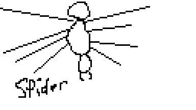 spider