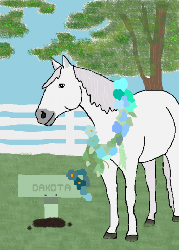 Dakota the Horse