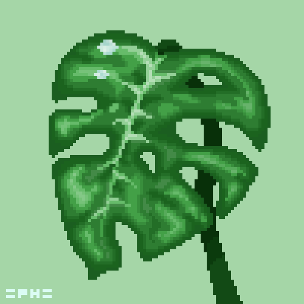 Monstera
