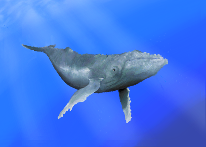 ♧humpback whale♧