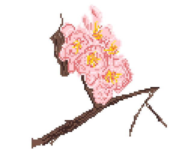Cherry Blossom