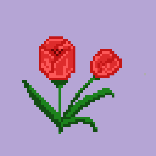 Tulip