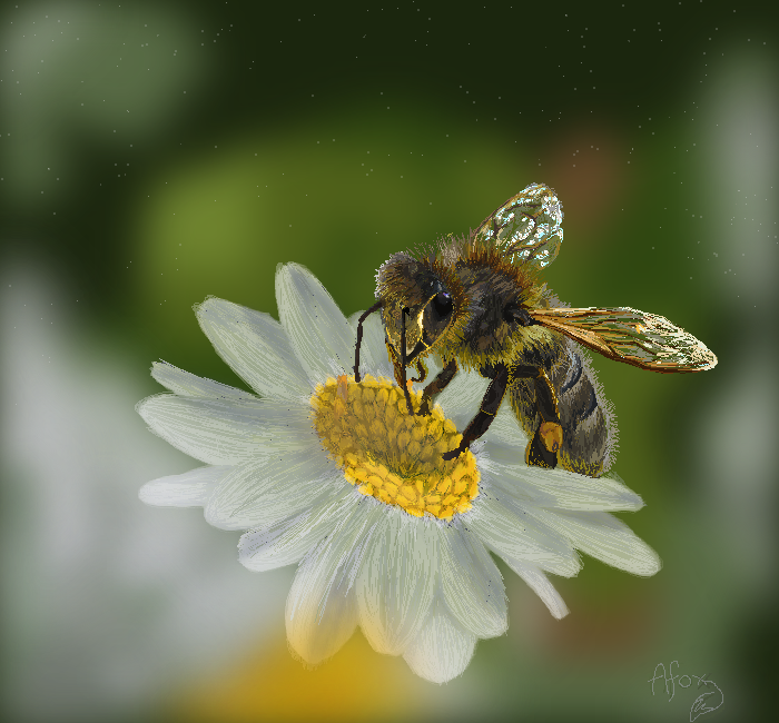 Bee on a Daisy