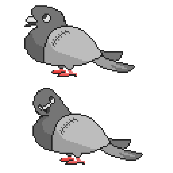Pigeon