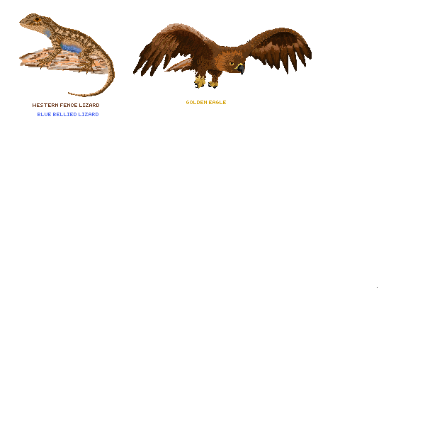 Californian Wildlife