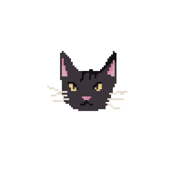 blakc cat