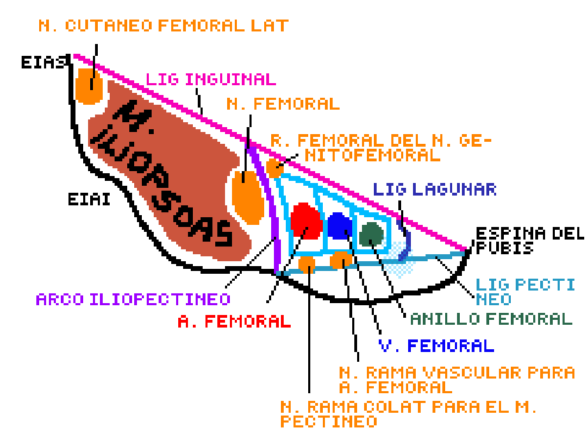 Espacio subinguinal