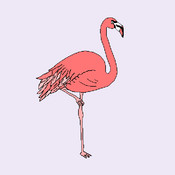 Flamingo Sketch- Colored