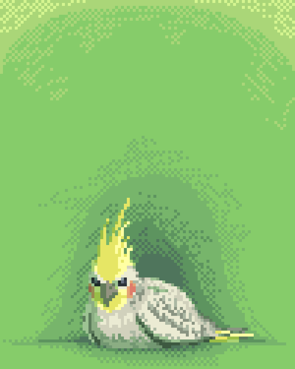 Cockatiel