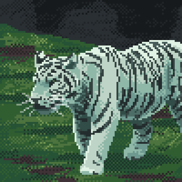 White Tiger