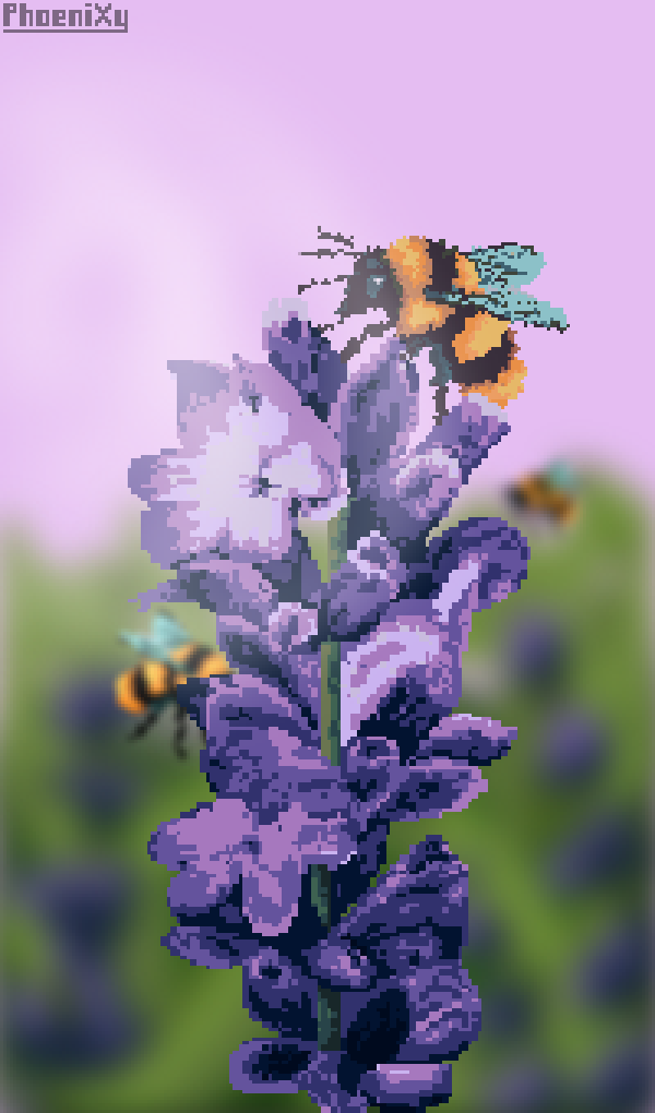Lavender flowers