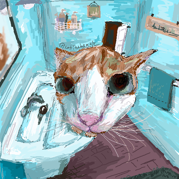 close up cat